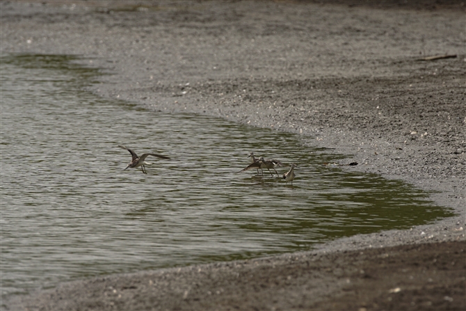 AIAVVM,Common Greenshank